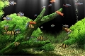 Dream Aquarium Screensaver